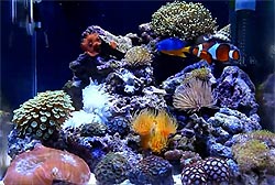 nano reef
