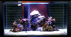nano-reef